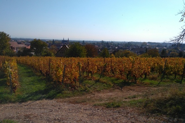 Vignoble Molsheim Automne Vignoble Molsheim Automne