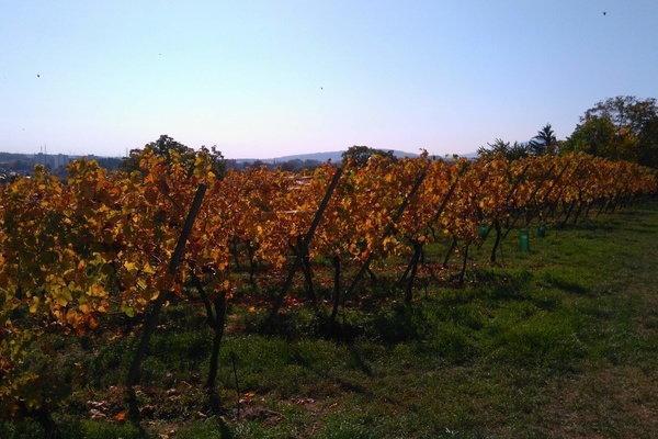 Vignoble Molsheim Automne Vignoble Molsheim Automne